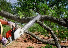 Best Tree Trimming and Pruning  in Shark River Hills, NJ